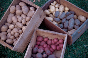 Chris and Neha stockpile the bountiful potato harvest for their own and future stewards’ winter nourishment.
